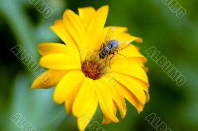Fly is sitting on vivid daisy