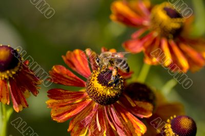 Bee pollinating orange flower