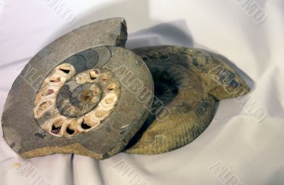Ammonite, fossil