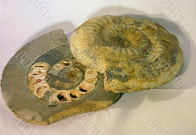 Ammonite, fossil