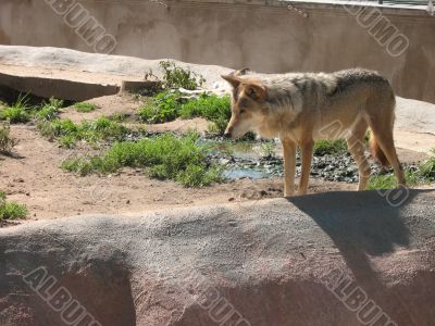 Brown wolf in the zoo