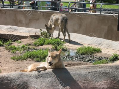 Wolfes Wolfes