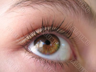 Brown eye Brown eye