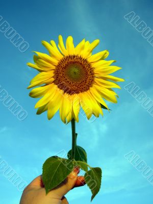 Sunflower and blue sky