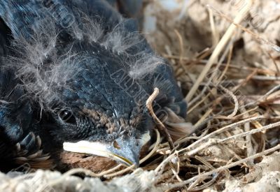 LITTLE BIRD LITTLE BIRD