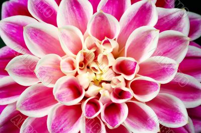 dahlia flower