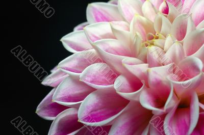 FLOWER DAHLIA