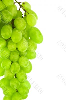 ripe green grape isolated on white