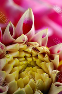 FLOWER DAHLIA