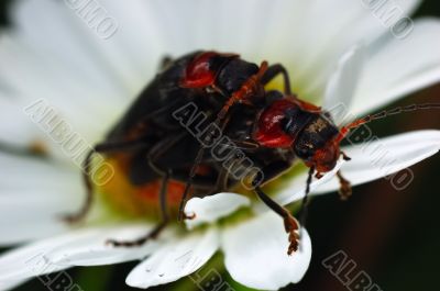 Couple beetles