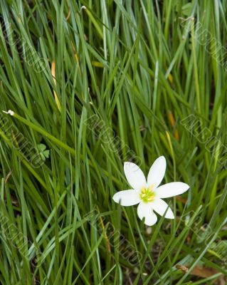 background of green grass and flower