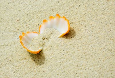 seashell in a sand
