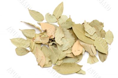 bay leaf
