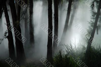forest haze forest haze