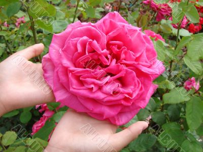 Rose in children`s hands