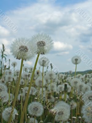 dandelion field dandelion field