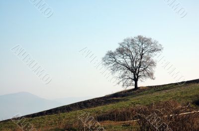 Alone tree 2
