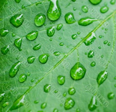 droplets on leaf - shallow focus