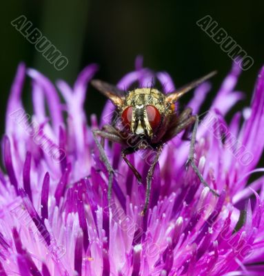 fly sitting on a flower