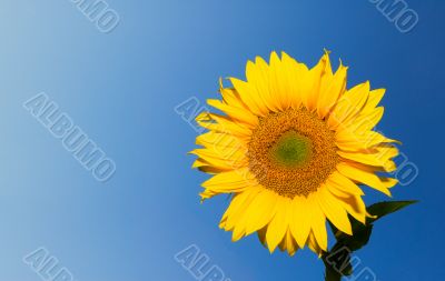 sunflower over deep blue sky background with copyspace