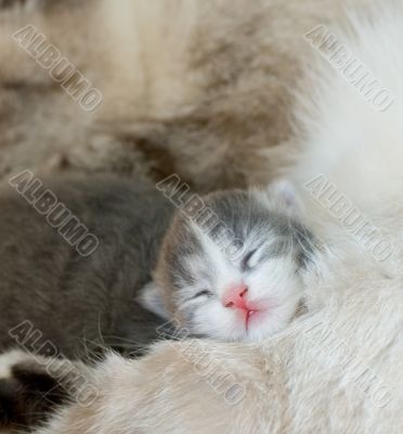 cute kitty sleeping, very shallow focus