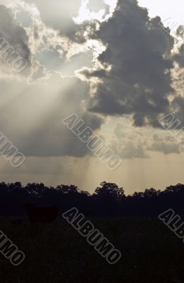 Cumulus Clouds