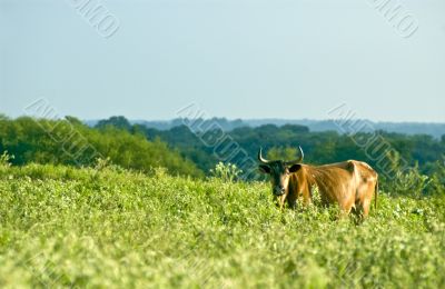 Cow in Pasture #1