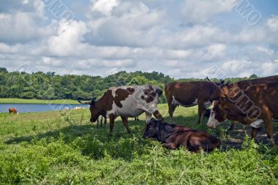 Cows in the Shade