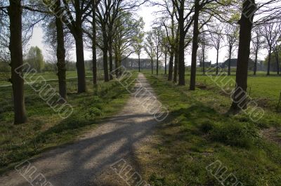 Road flanked bij trees