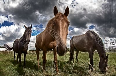 Dark Horses Dark Horses