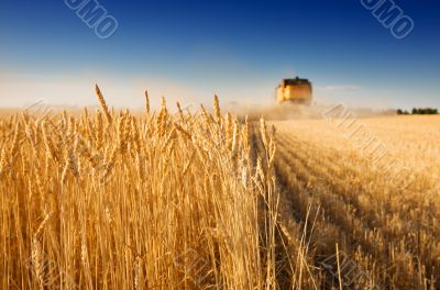 Harvest time