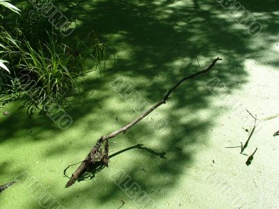 Snag in the swamp 2