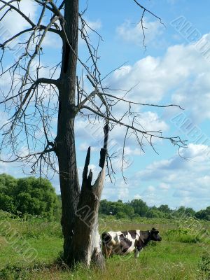 Cow on to the meadow