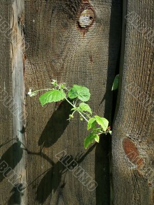 Branch in the fence