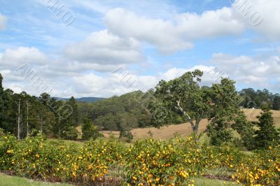 Oranges In The Bush