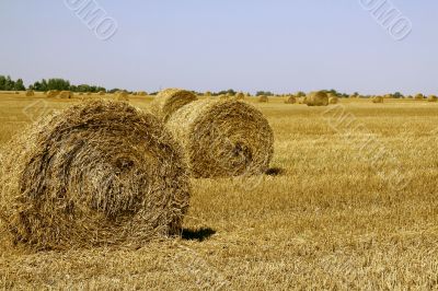 Field with haycocks