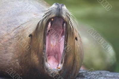 yawning sea lion