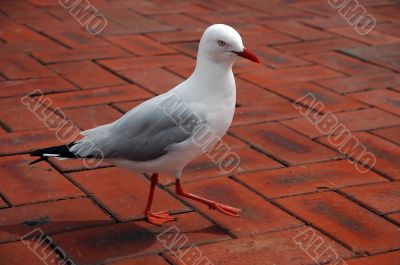 dancing sea-gull