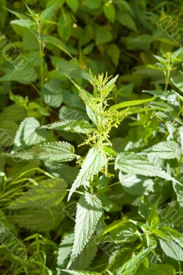 stinging nettle