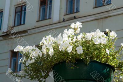  White flowers