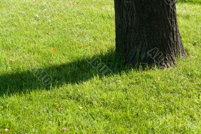 Shadow