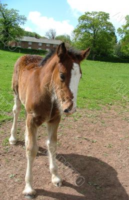 A shire Foal