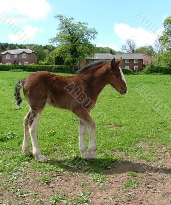 A Shire foal