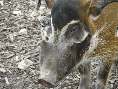 Red River Hog