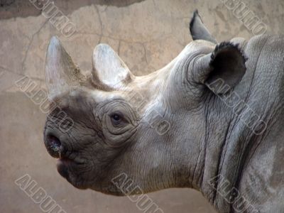 Rhino