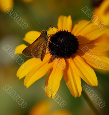 Moth feeding on a black eyed susan flower