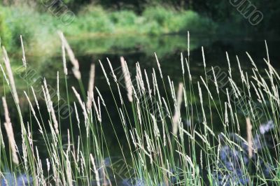 River scenic River scenic