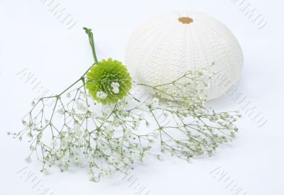 Sea egg and flowers