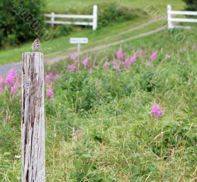 Rural scenic