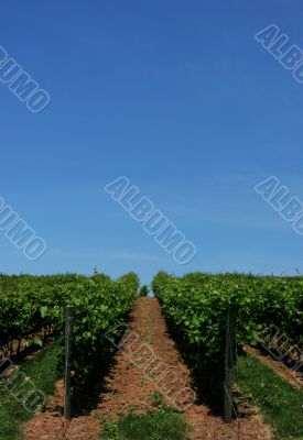 Vineyards